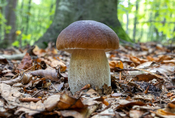 Beautiful fresh boletus growing in the forest.