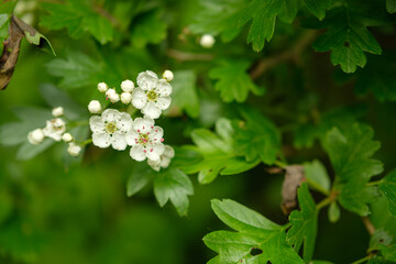 White flowers in the forest