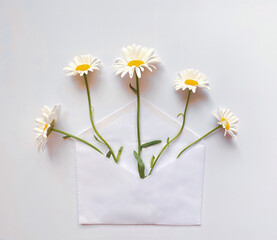 Obraz premium White envelope with white daisies inside on a white background. Template for newsletters and other mail designs.
