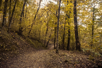 Fototapeta premium path in autumn forest