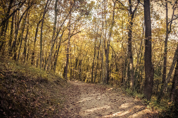 Fototapeta premium path in the woods