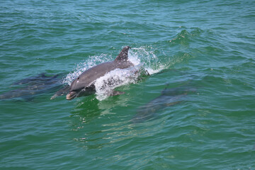 Naklejka premium Dolphin family jumping in open ocean