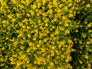 Bright yellow field with rapeseed flowers. View from a height of a flying drone. Texture background...