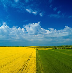 Fototapeta na wymiar Bright yellow field with rapeseed flowers. View from a height of a flying drone.