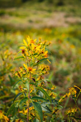yellow flower of the serra negra da mantiqueira