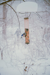 Snow, Winter Photography, Snow Photography, Bird Photography, Wildlife