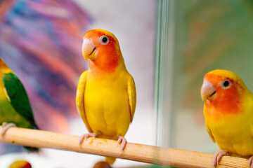 lovebird parrot. birds are inseparables. large, colorful, beautiful parrots. 