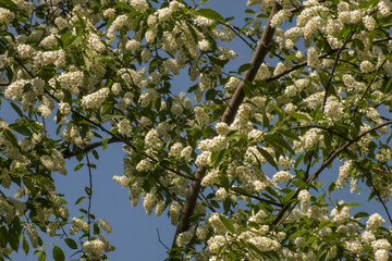 blossoming apple tree in spring