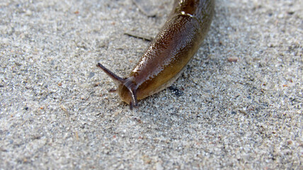 A slug crawling on the ground