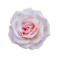 White-pink rose isolated on white background close-up