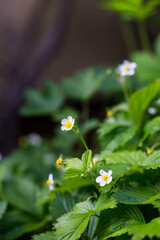 Poziomka, Fragaria L., białe kwiaty i zielone liście rośliny wiosną © Joanna