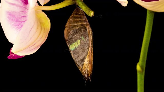Prepona butterfly, birth, birth, time lapse on black background
