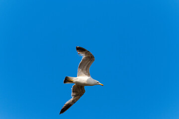Seagull in flight over blue sky