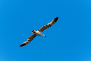Gull in flight over blue sky