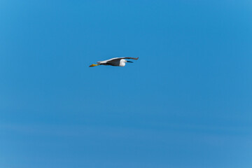 Egret in flight on blue sky