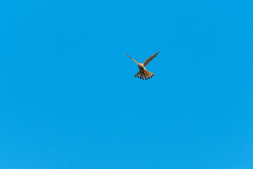 Fototapeta na wymiar Peregrine falcon hunting in the blue sky