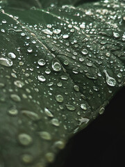 water drops on green leaf