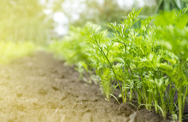 young carrot sprouts in the soil on the vegetable garden