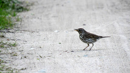 A starling standing on the ground