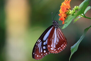 butterfly, Chestnut Tiger アサギマダラ