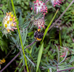 Macro of a Bombus