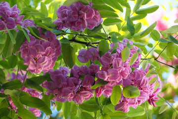 cercis tree canadensis.  flowering cercis tree.  large pink flowers on branches with green leaves