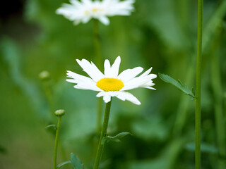two large chamomile flowers grow in the garden on a blurred green background. side view. White flowers