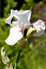 white bearded iris grows in the garden on a green background side view