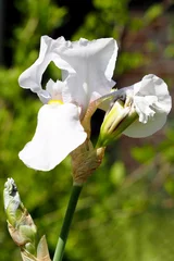 Möbelaufkleber white bearded iris grows in the garden on a green background side view © NataSel