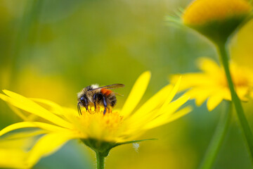 honey_bee_stopover_on_yellow_daisy_flower