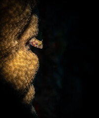 Secretary Blenny (Acanthemblemaria maria) peaks out from the reef on the Dutch Caribbean island of Saba