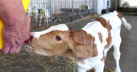 Farmer feeding baby animal simmental calf with milk from bucket with pacifier. Feeding newborn hungry and cute calf in the cowshed at dairy farm. Animal milk production concept