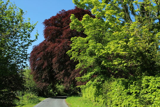 Rural road in County Leitrim, Ireland in early summertime featuring lush greenery with copper beech tree canopy over road against backdrop of blue sky