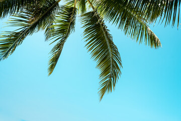Obraz na płótnie Canvas Blue sky with clouds, palm leaves frame. Place for text. Coconut palms, green palm branches against the blue sky