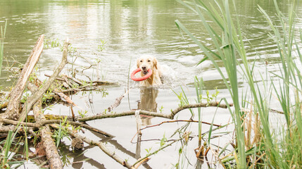 dirty and wet golden retriever dog emerges from the pond holding a toy in his teeth