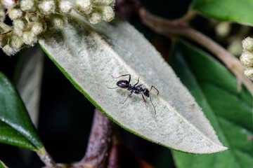 Macro of an ant