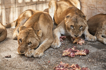 Little lions are lying in a cage. In front of them are meat and bones. Time to eat. Breakfast or dinner? Day. Pakistan