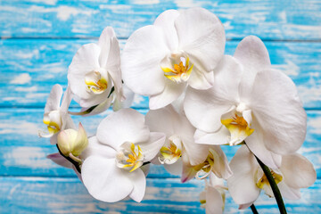 A branch of white orchids on a blue wooden background
