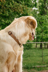 dog breed golden retriever turned away from the camera