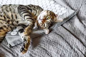 Funny tabby cat lying on acupressure, acupuncture mat on the bed. Alternative medicine and home massage concept. - obrazy, fototapety, plakaty