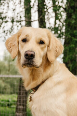 dog breed golden retriever sits and looks with a serious look