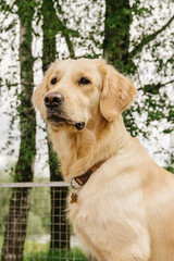 dog breed golden retriever sits and looks with a serious look