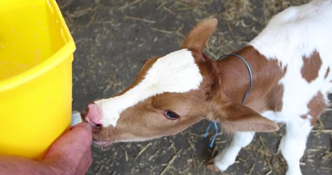 Farmer feeding baby animal simmental calf with milk from bucket with pacifier. Feeding newborn hungry and cute calf in the cowshed at dairy farm. Animal milk production concept