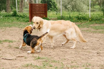 two golden retrievers and beagle dogs get to know each other, sniff each other and play together in the walking area