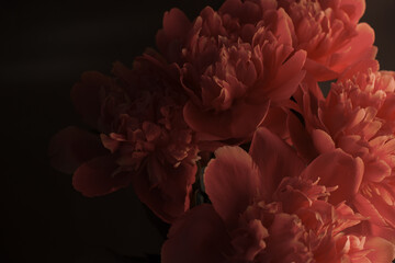 Peony against a dark background. Floral wallpaper with beautiful pink peonies against black.