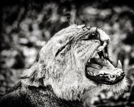 head of a lioness, safari, selous,game reserver grandma lioness, jawn