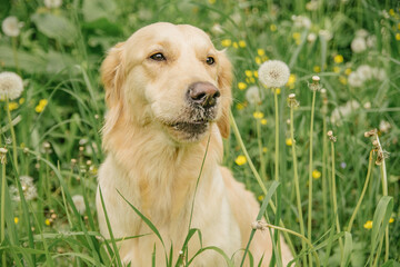 dog of breed golden retriever with a serious muzzle sits in green grass and dandelions