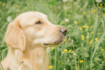dog of breed golden retriever with a serious muzzle sits in green grass and dandelions