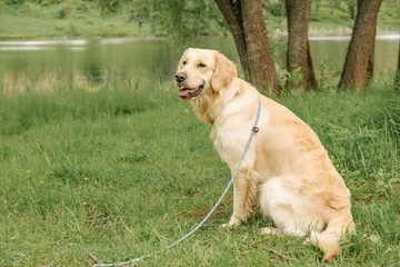 Naklejka na ściany i meble Dog breed Golden Retriever sits in nature in greenery.protruding tongue and leash