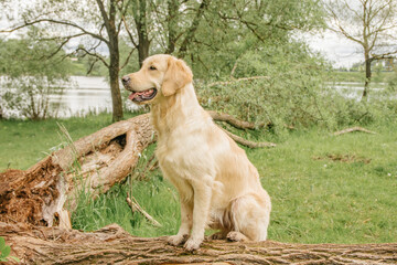 a dog of breed golden retriever sits on a broken bitch from a tree in summer greenery with his tongue hanging out